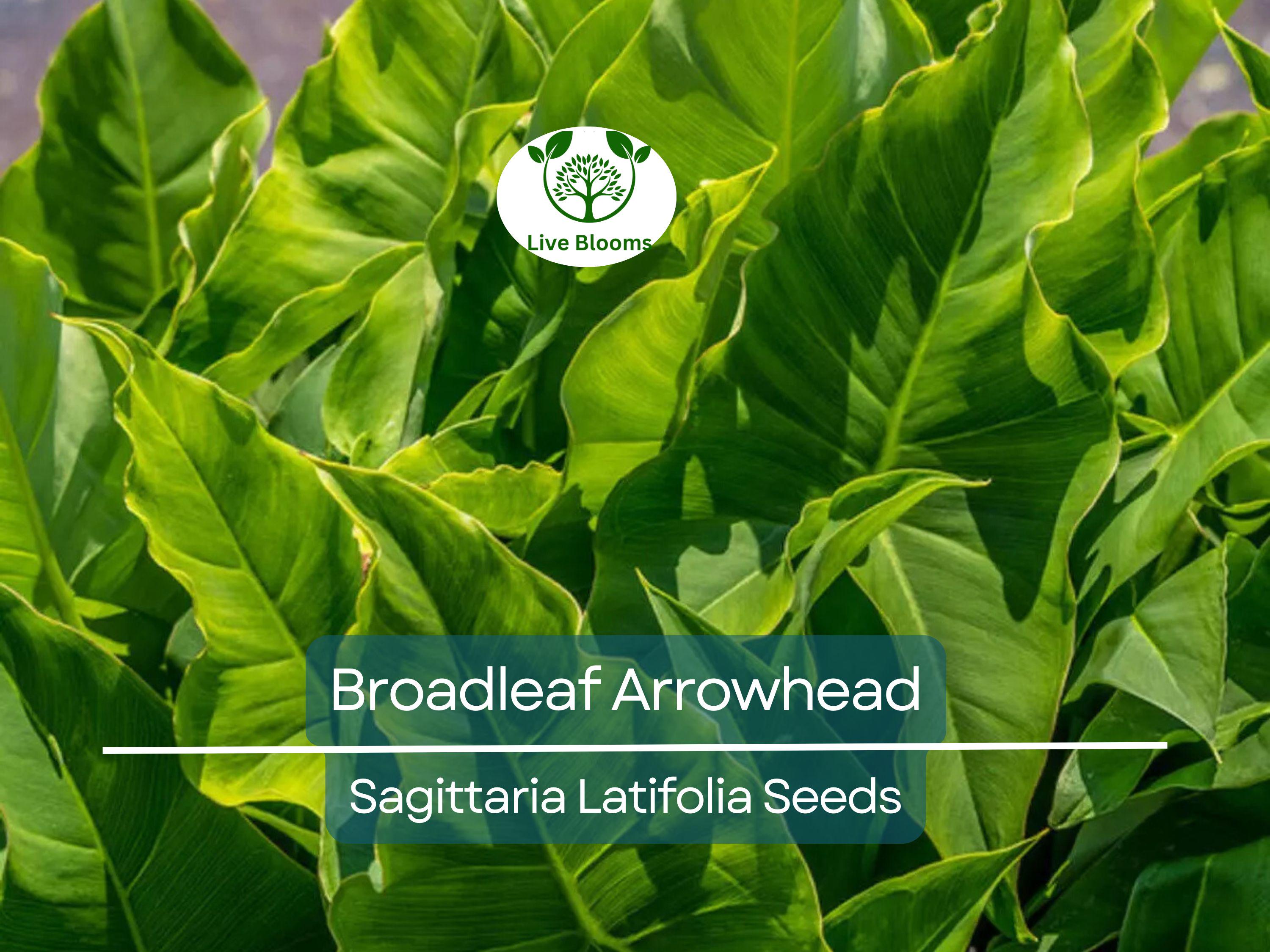 1000 Broadleaf Arrowhead Flower Seeds (Sagittaria Latifolia) | Water Plant, Pond Flower, Native Aquatic Perennial for Gardens