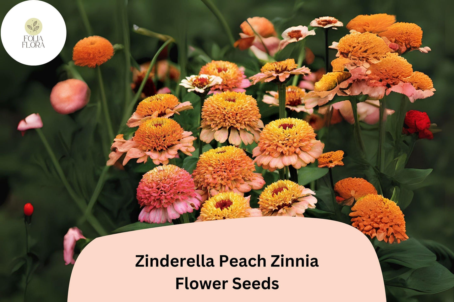 100+ Zinderella Peach Zinnia Seeds – Unique Double Bloom Heirloom Non-GMO Annual Flowers for Garden Planting & Bouquets