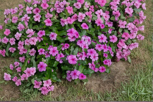 Madagascar Periwinkle – Catharanthus roseus | 100 Seeds | Rosy Periwinkle Flower | Heat & Drought-Tolerant Annual