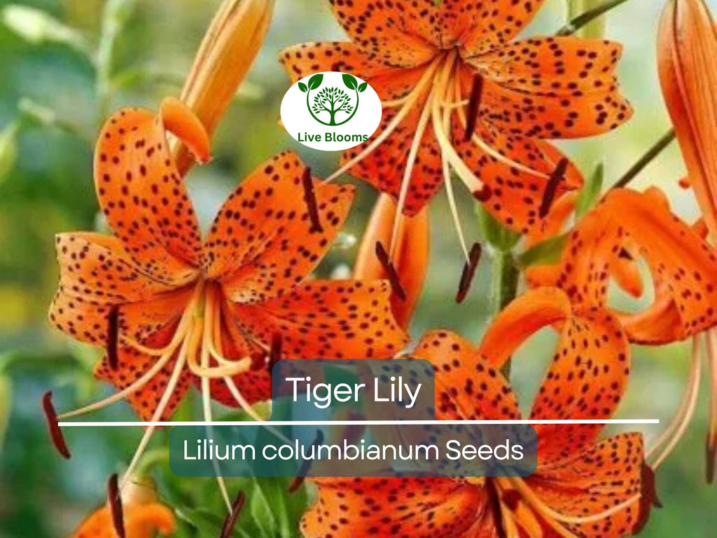 20 Tiger Lily Seeds | Lilium columbianum, Spotted Orange Flowers, Hardy Perennial, Non-GMO, Beautiful Garden Flower, Easy-to-Grow Bulb