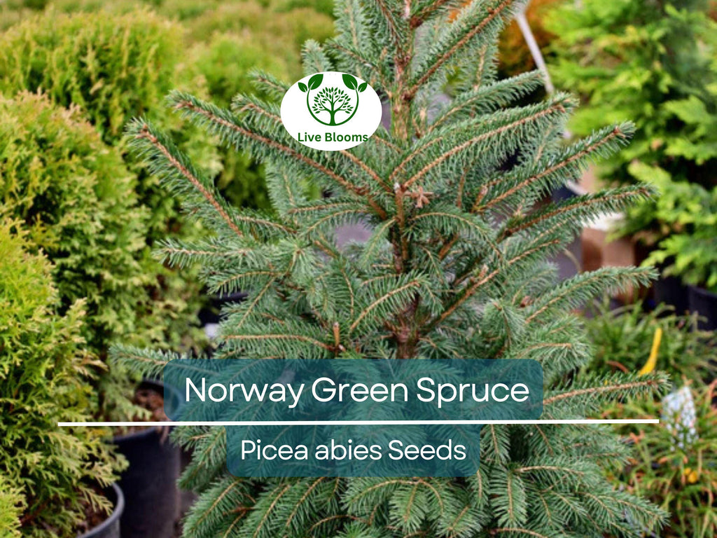 50 Norway Green Spruce Seeds (Picea abies) | Tree Seeds, Evergreen, Hardy Tree, Garden, Landscaping, Holiday Decorations