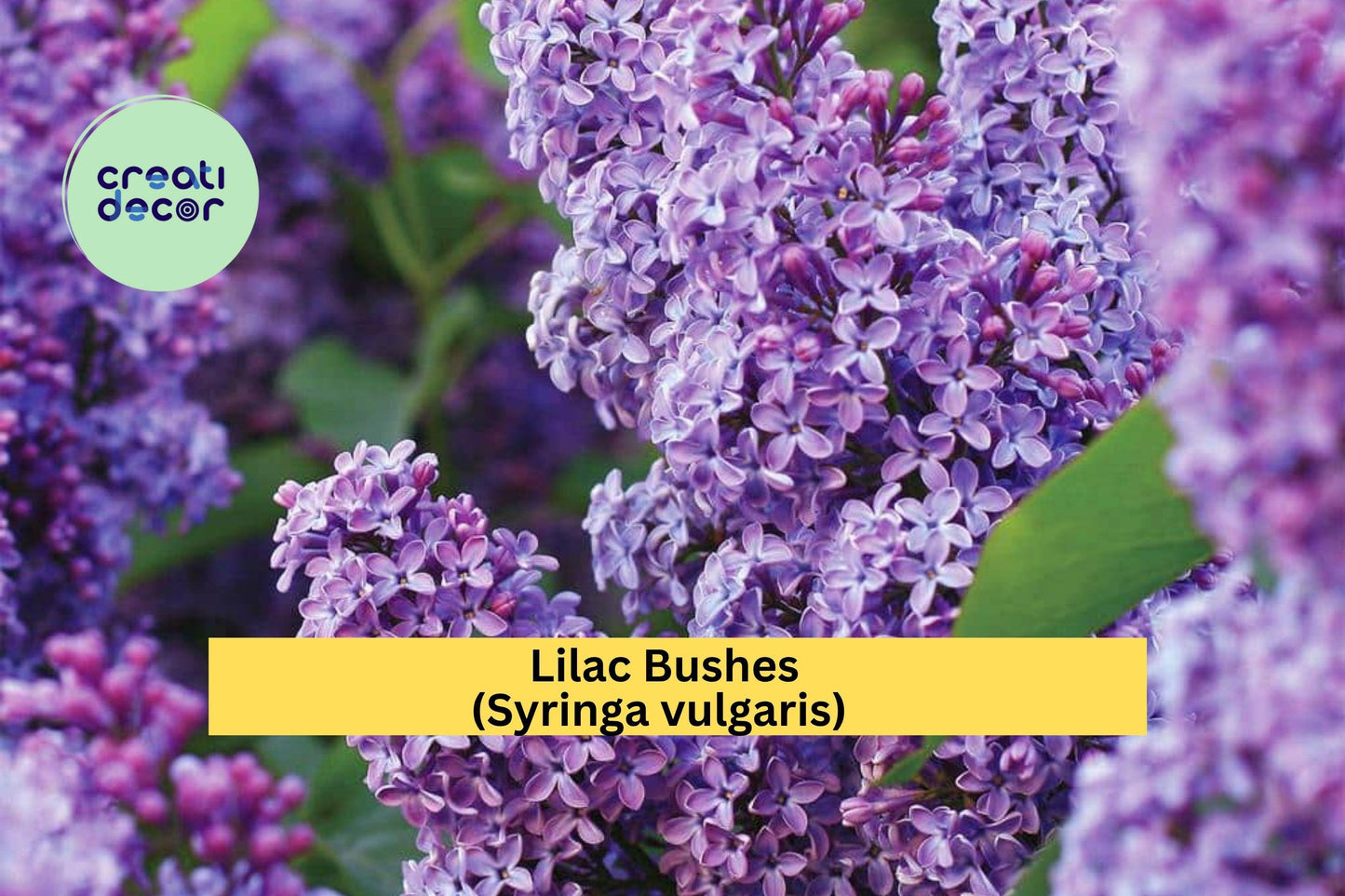 Lilac Bush Bare Roots (5 Pack) – Purple & White Syringa vulgaris – Fragrant Spring Flowering Shrubs for Garden Borders