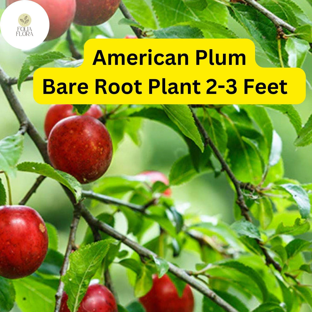 1 American Plum Tree (Prunus americana) - Live Bare Root Plant for Gardens & Landscapes 2-3 Feet