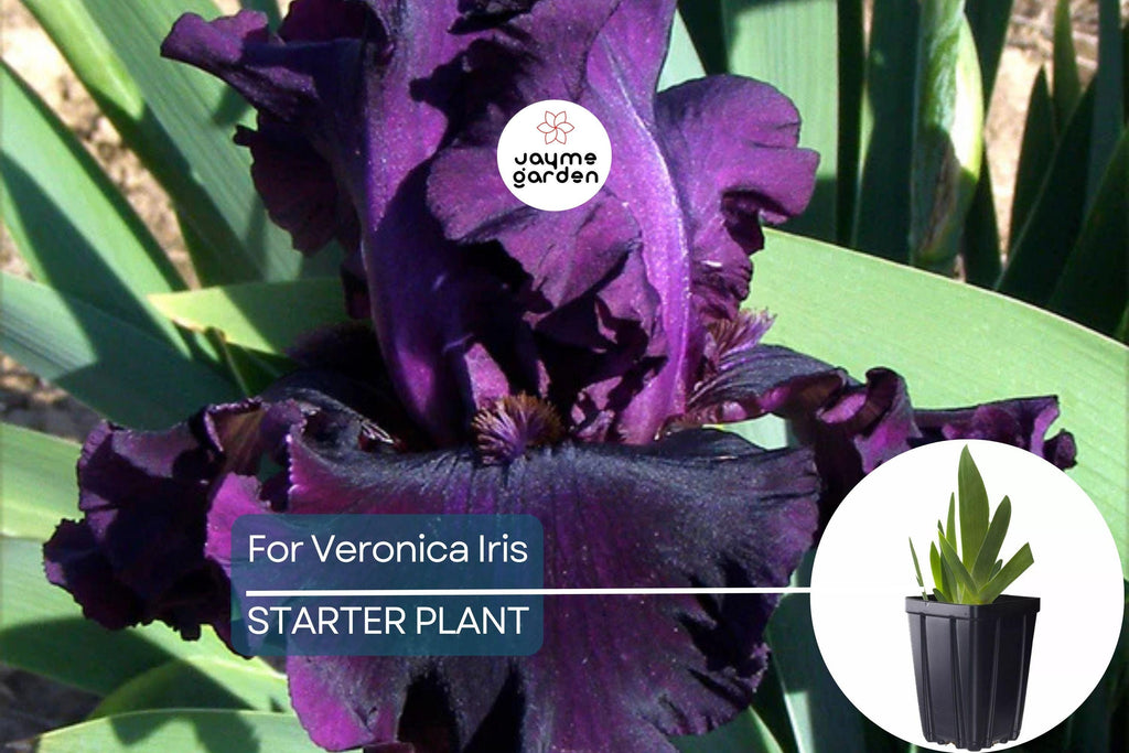 For Veronica Iris Plant – Quart Pot | Large Wine-Black Flowers | Perennial | Hardy Zones 3-10 | Deer & Drought Resistant