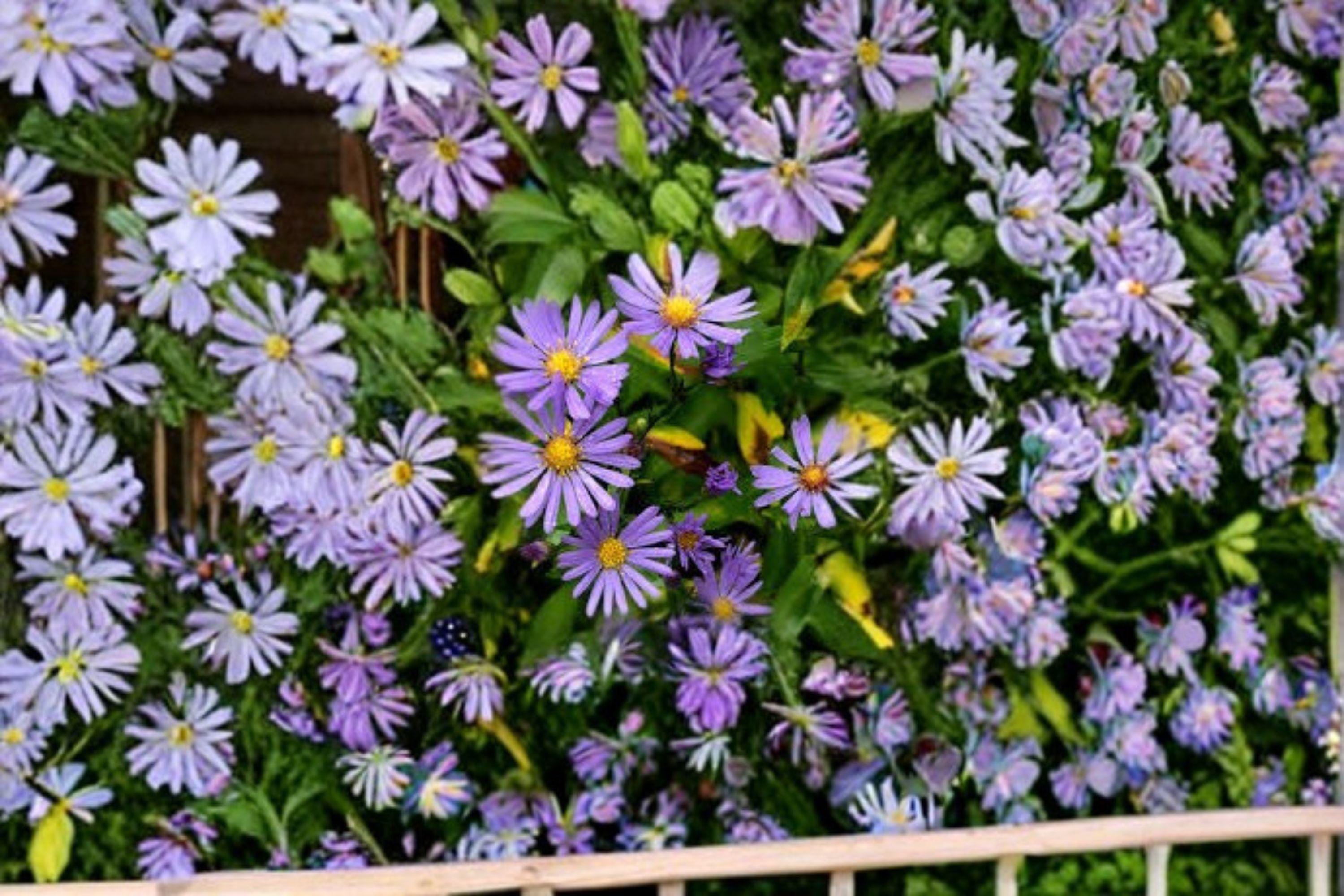 Smooth Blue Aster Seeds –  Symphyotrichum laeve, Native Wildflower for Pollinator Gardens (100 Seeds)
