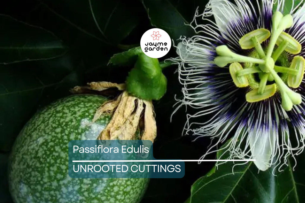 Passiflora Edulis Passion Fruit Vine – 12” Live Plant with Pot, Ready to Grow