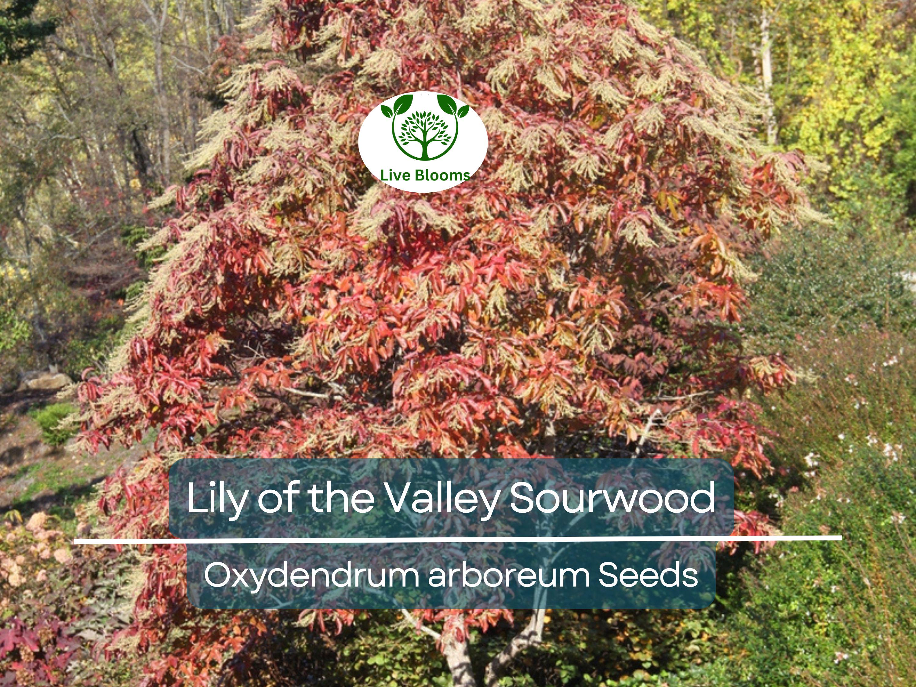 100 Lily of the Valley Sourwood Seeds (Oxydendrum arboreum), Honey Bee Tree, Fragrant White Flowers, Native Tree, Wildlife Friendly