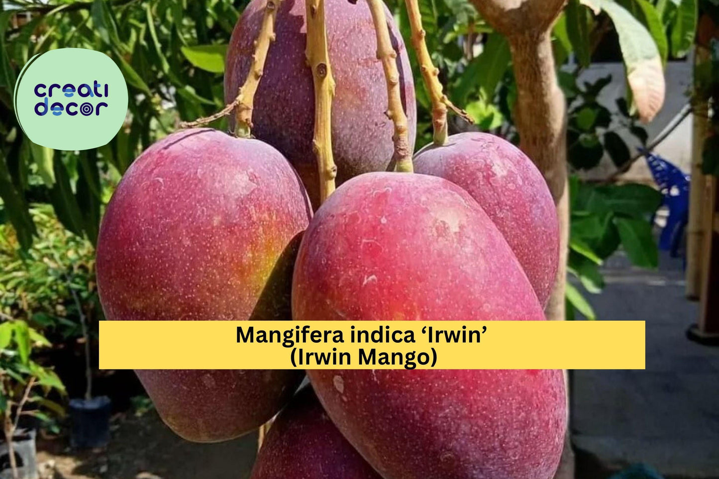 Irwin Mango Tree Live Plant 7–10” – Red Tropical Variety, Sweet Fruit Tree for Patio or Garden, Live Mango Plant for Warm Climates