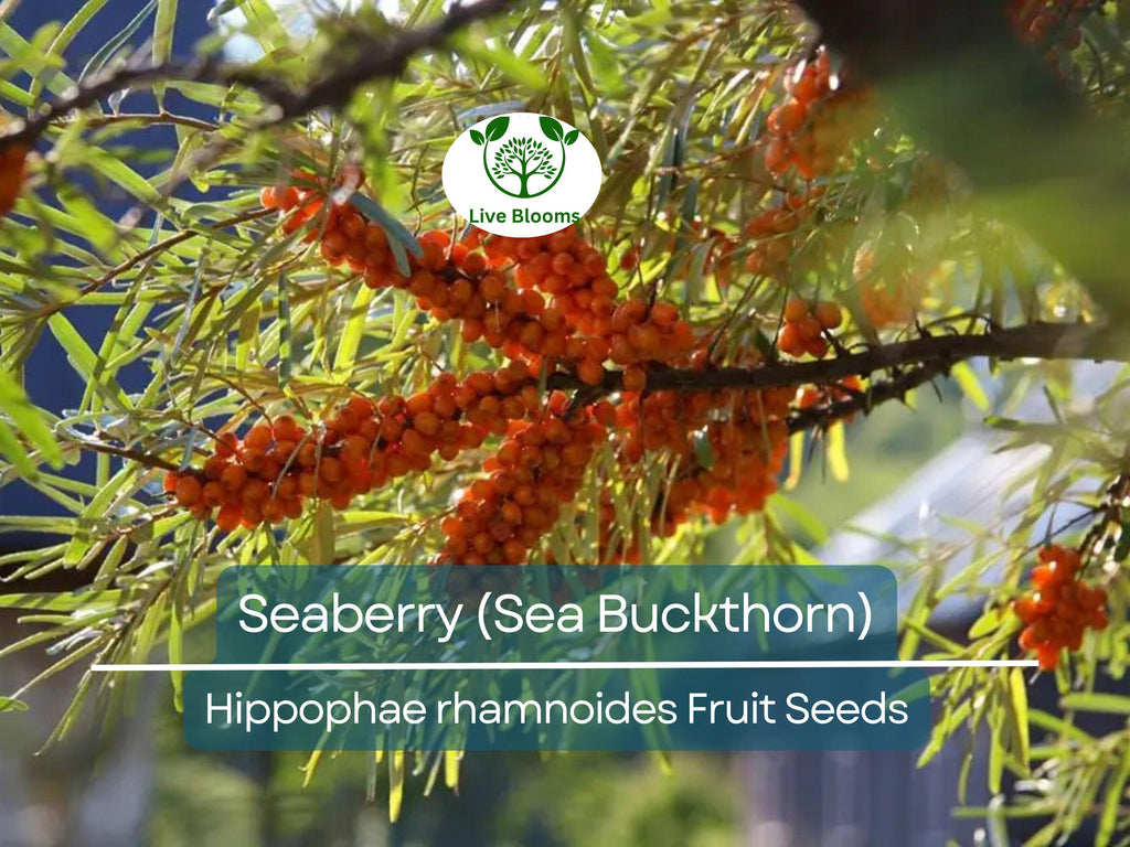50 Seaberry Seeds - Sea Buckthorn (Hippophae rhamnoides), Edible Berry Fruit, High Yield, Organic, Nutrient-Rich, for Garden Planting