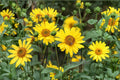 Early Sunflower – Flowering Plant 100 Seeds | Fast-Blooming Sunflower | Bright Yellow Flowers | Great for Cut & Pollinators