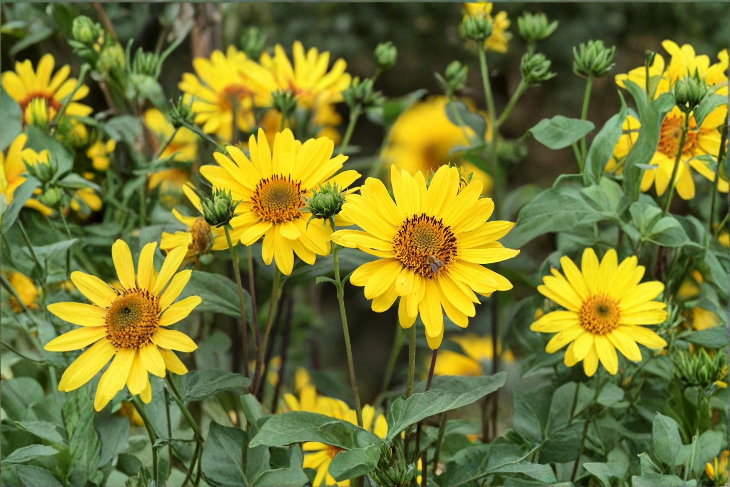 Early Sunflower – Flowering Plant 100 Seeds | Fast-Blooming Sunflower | Bright Yellow Flowers | Great for Cut & Pollinators