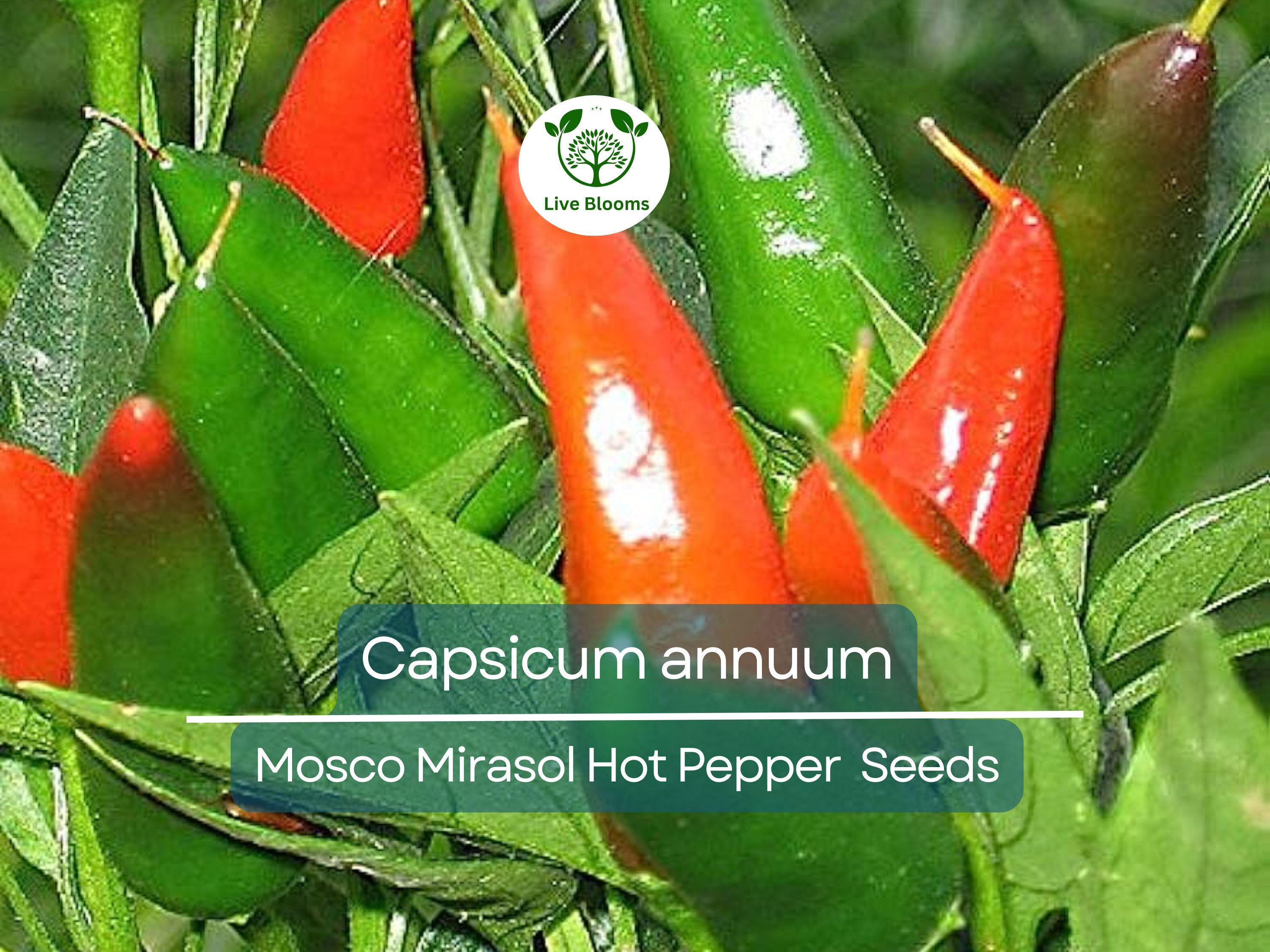 250 mg of Mosco Mirasol Chile Seeds - Pueblo Guajillo Hot Pepper | Capsicum annuum | Heirloom Pepper Seeds for Planting & Cooking