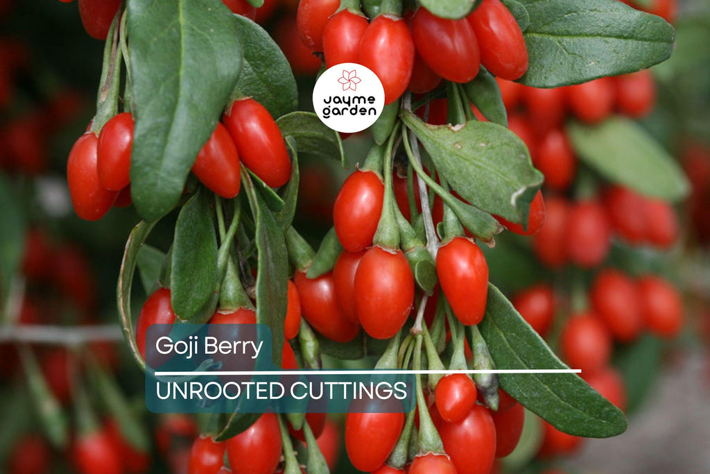 3 Goji Berry Plants with Bare Roots + 3 Live Cuttings | Grow Fast & Fruit | Wolfberry, Lycium barbarum