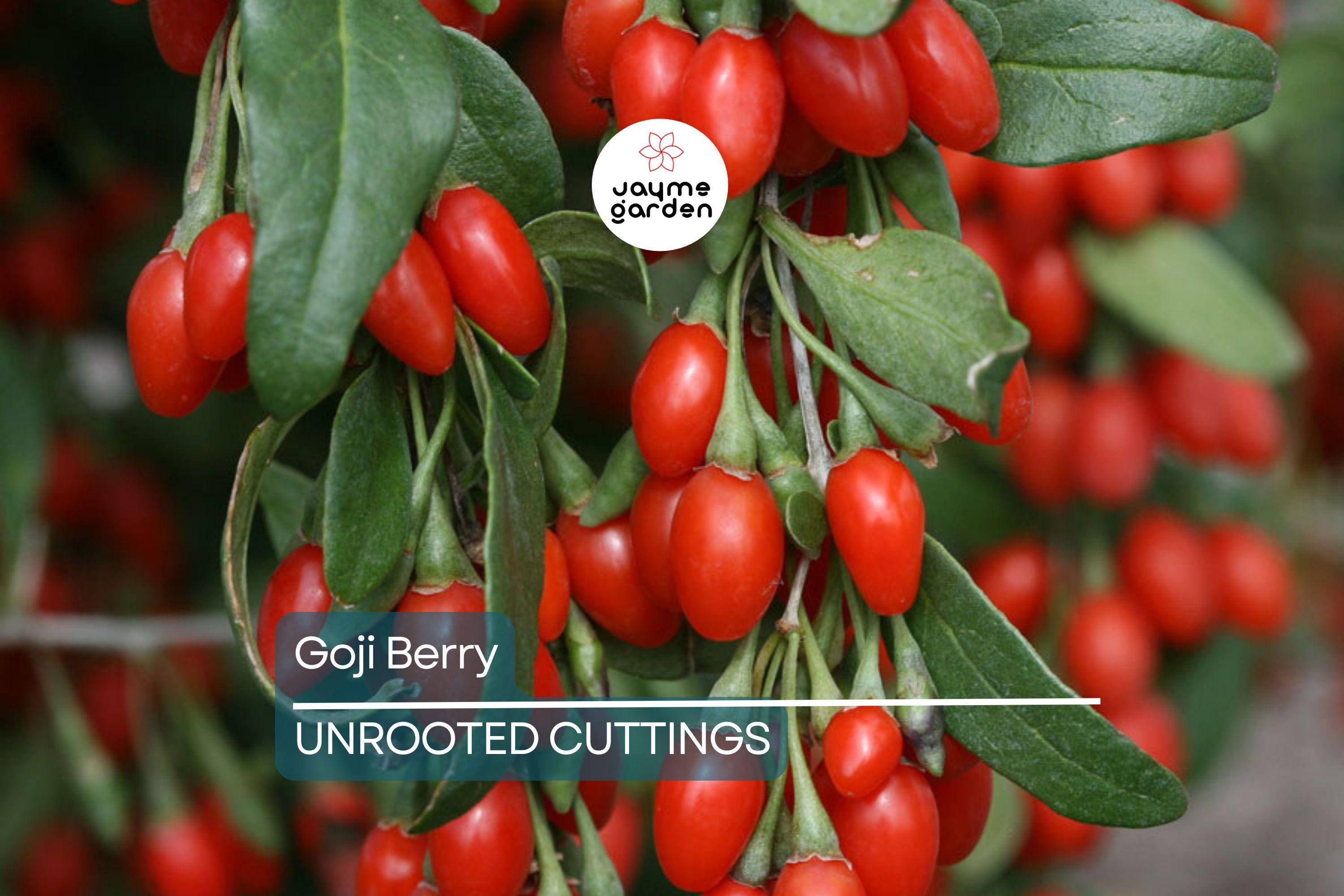 3 Goji Berry Plants with Bare Roots + 3 Live Cuttings | Grow Fast & Fruit | Wolfberry, Lycium barbarum