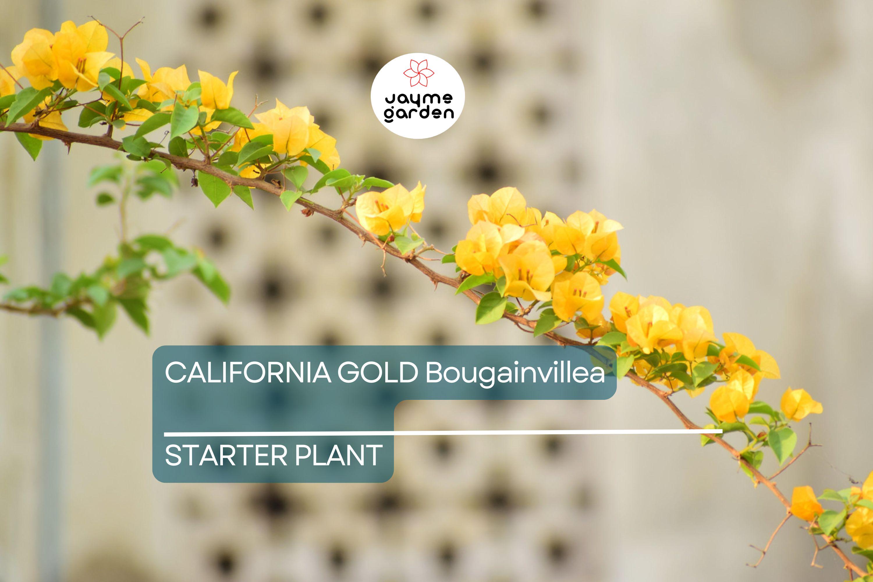 California Gold Bougainvillea Starter Plant - Well-Rooted Plug, Vibrant Golden Blooms, Evergreen Shrub, Light Watering, Full Sun