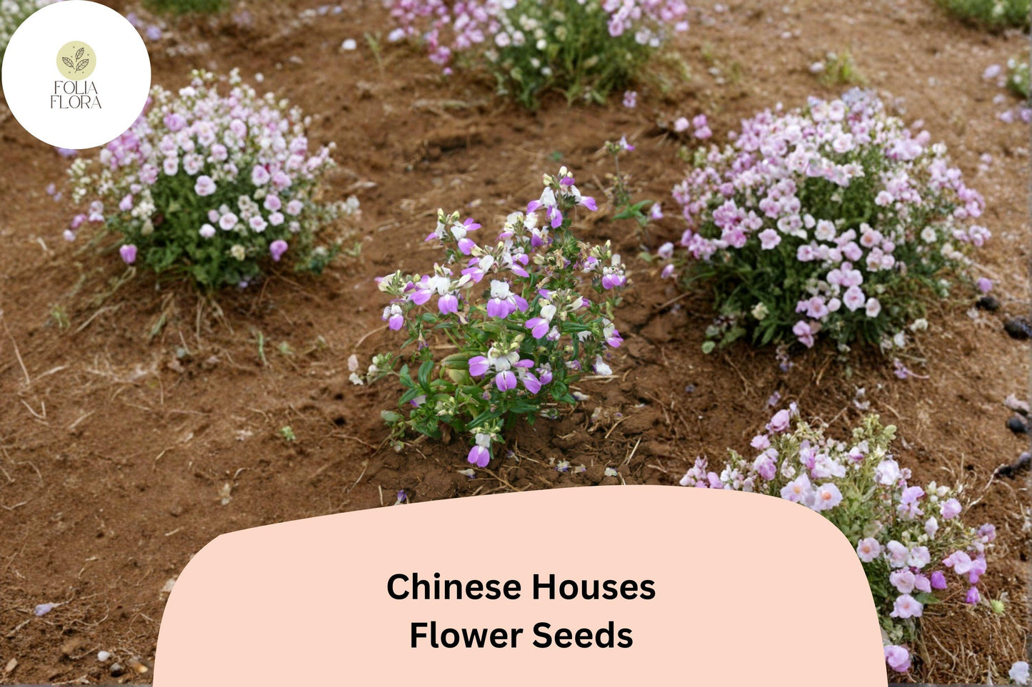 Chinese Houses Seeds – 100 Collinsia heterophylla | Easy Grow Annual for Borders