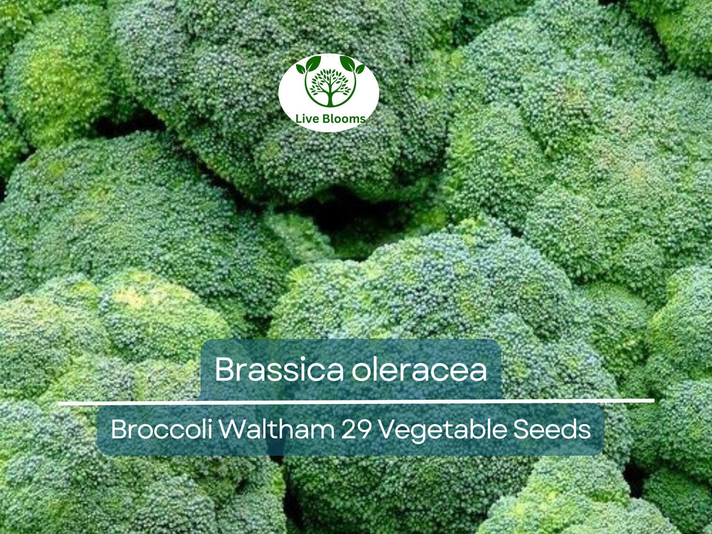 300 Seeds Broccoli Waltham 29 - Brassica oleracea | Heirloom Broccoli Seeds for Planting, Gardening & Delicious Harvests
