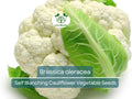1 Gram Seeds Cauliflower Self-Blanching – Brassica oleracea Vegetable for Planting | Easy to Grow, Tender Heads, Garden Favorite