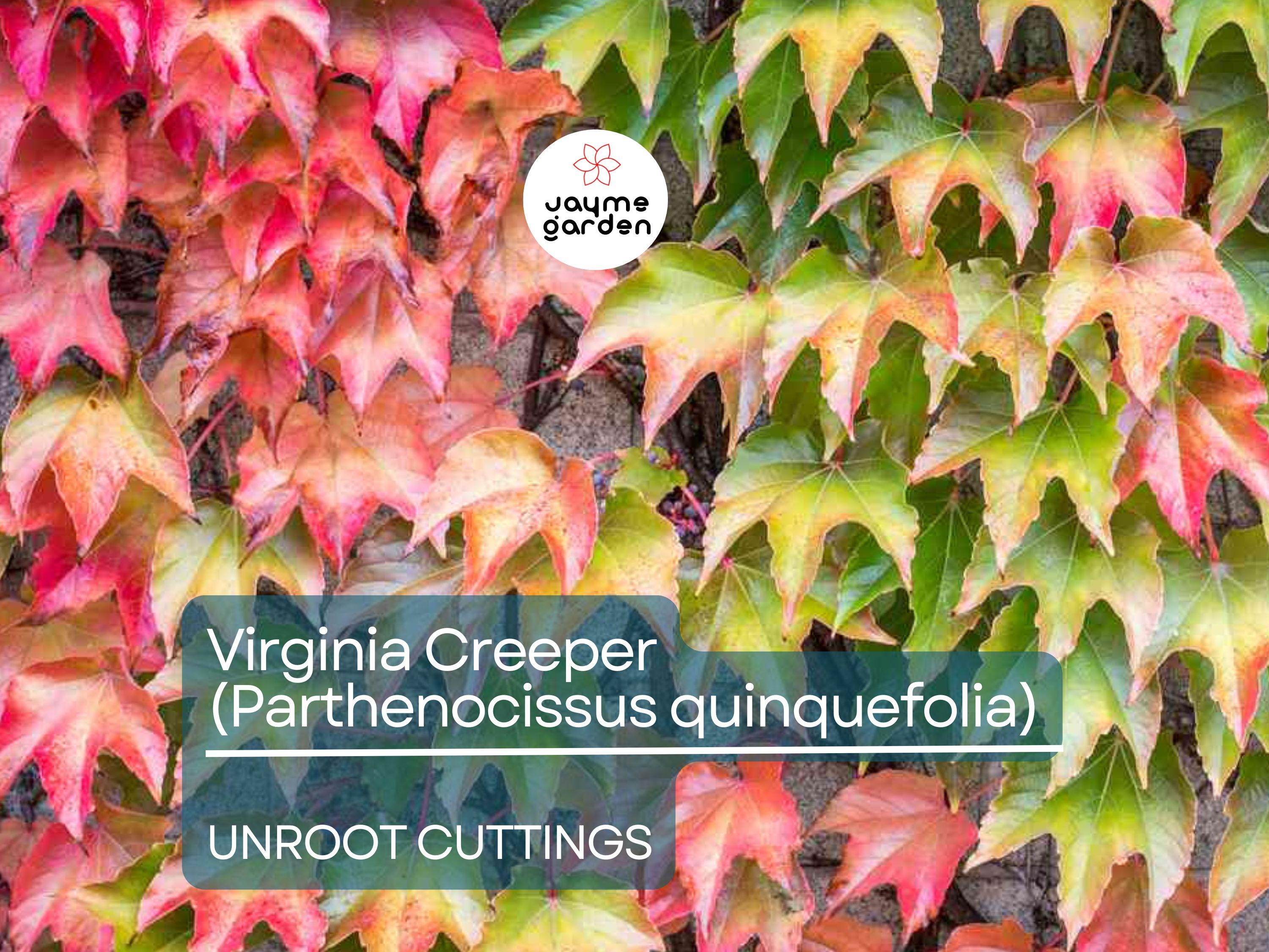 5 Unroot Cuttings Virginia Creeper Vine (Parthenocissus quinquefolia) - Five-Leaved Ivy for Garden, Wall Covering & Outdoor Landscaping