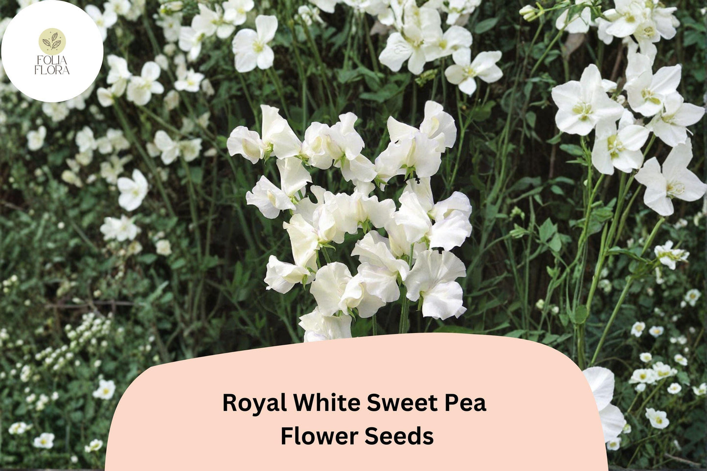 50+ Royal White Sweet Pea Seeds | Pure White Climbing Flowers for Trellis & Garden