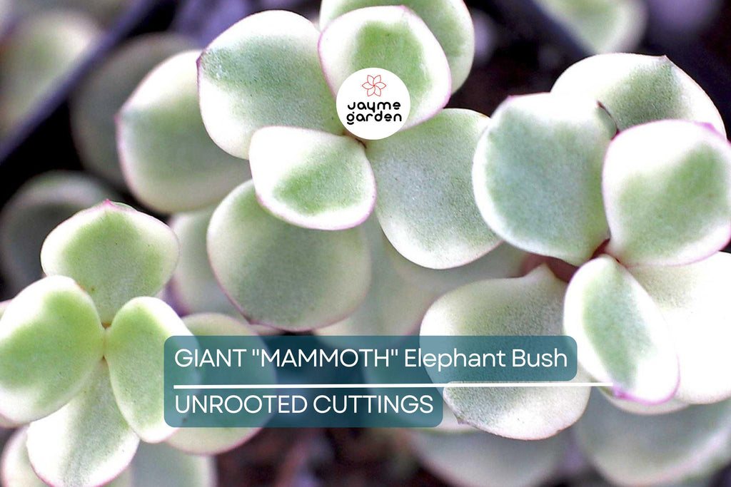 2 Giant Mammoth Elephant Bush Cuttings - Portulacaria Afra Macrophylla - 4-6” Tall, Rare, Large-Leaf Succulent