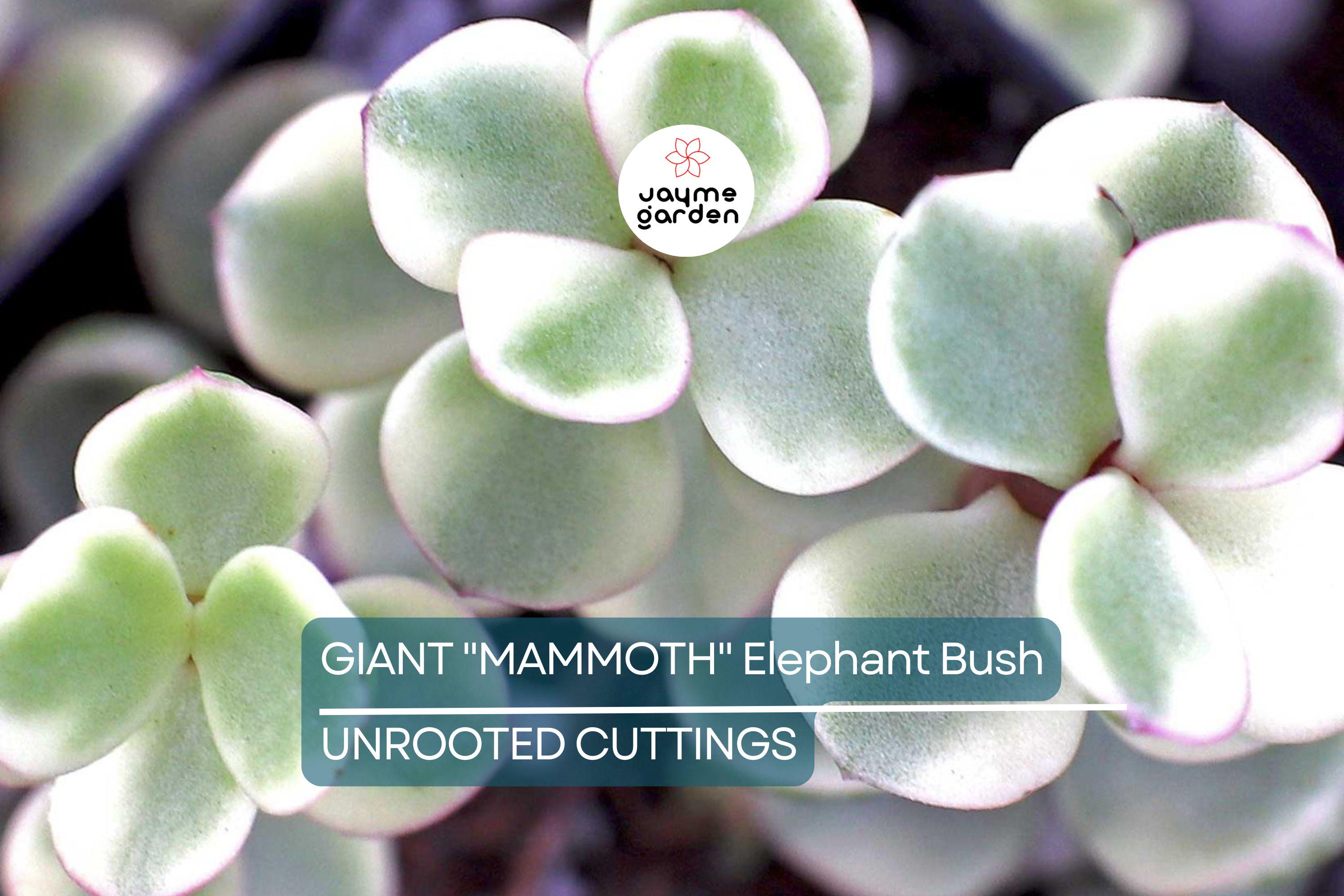 2 Giant Mammoth Elephant Bush Cuttings - Portulacaria Afra Macrophylla - 4-6” Tall, Rare, Large-Leaf Succulent