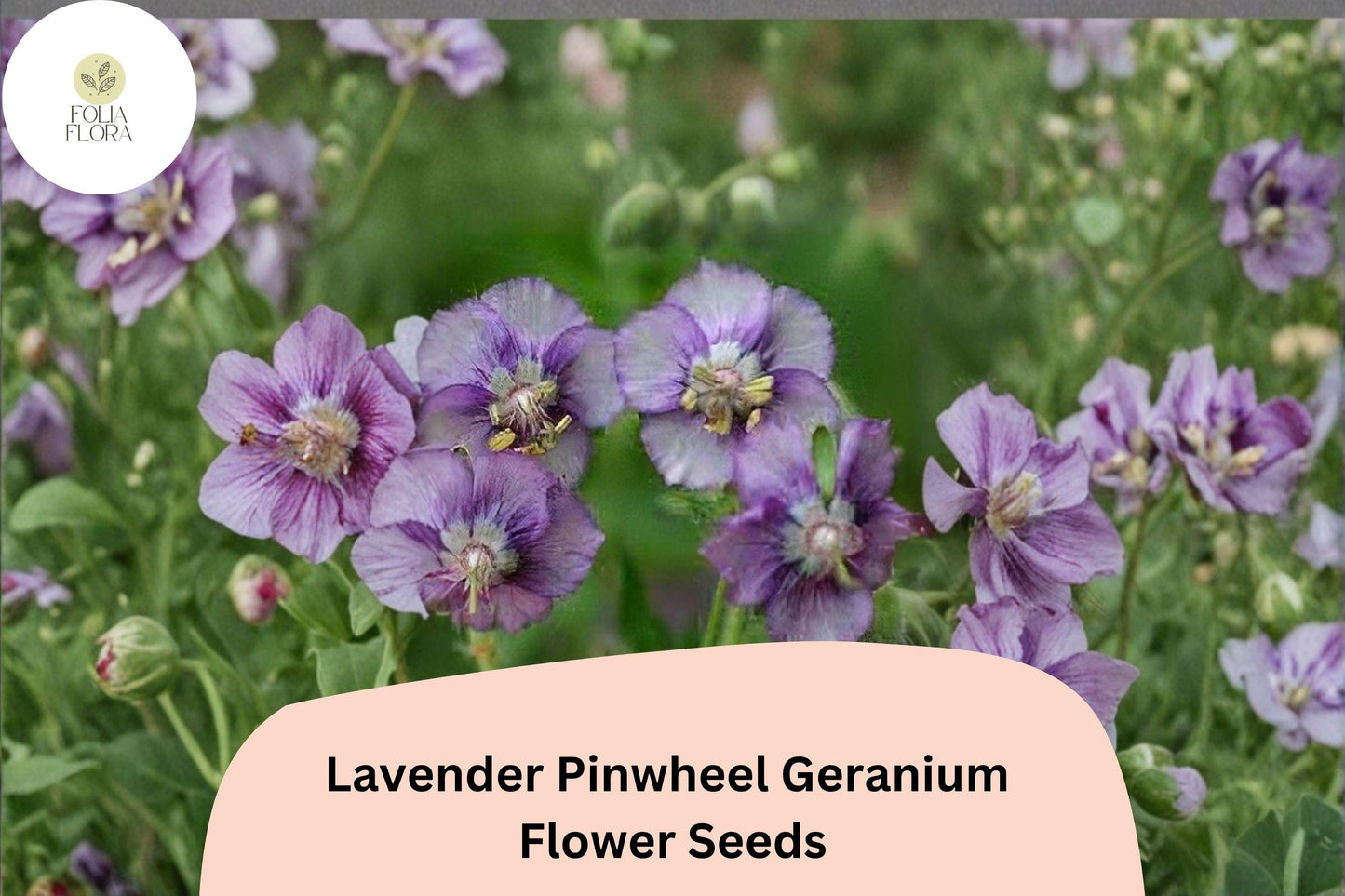25+ Lavender Pinwheel Geranium Seeds for Garden Planting – Lavender Flowers, Hardy Perennial
