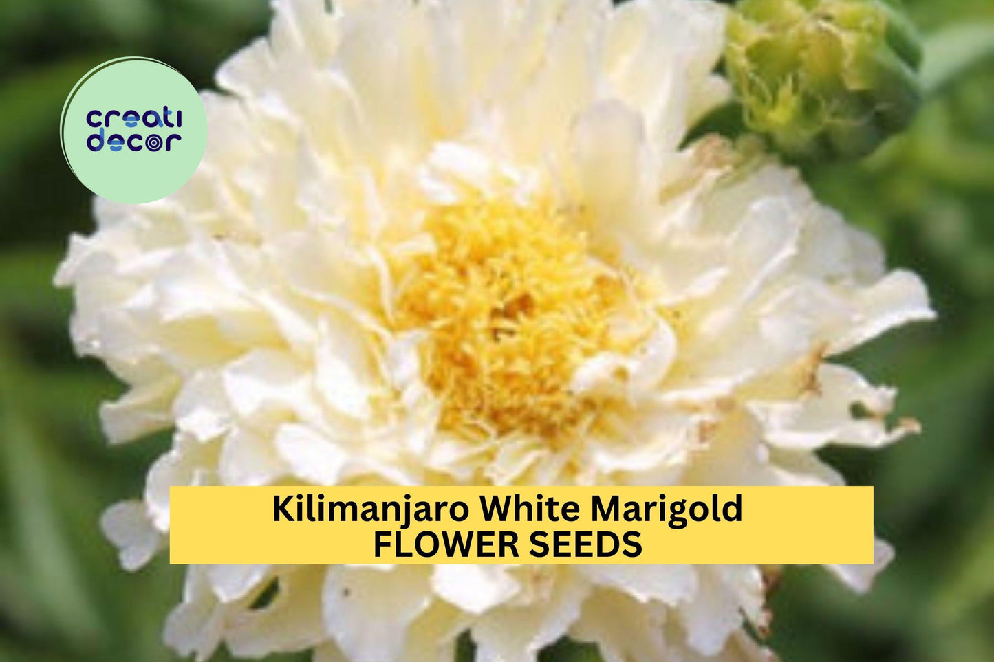 25+ Kilimanjaro White Marigold Seeds – Creamy White Blooms for Garden Planting, Elegant Bedding Flowers for Borders & Pots – USA