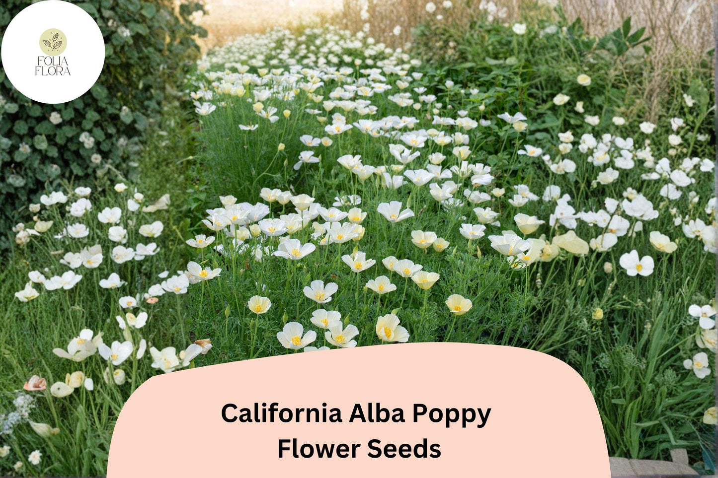 200+ California Alba Poppy Seeds | Eschscholzia californica | White Bloom Wildflower | Easy Garden Flower Seeds