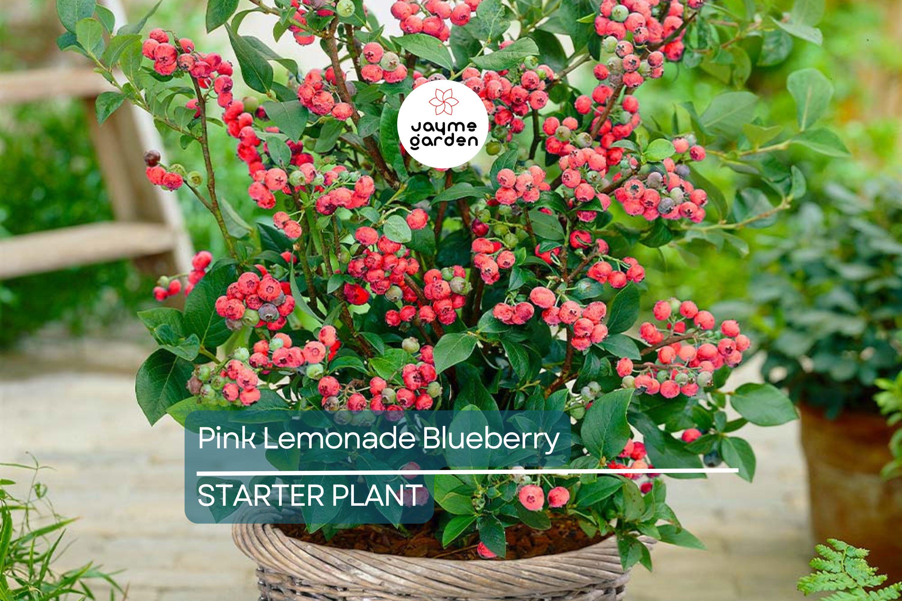 Pink Lemonade Blueberry Bush Seedling | Vibrant Pink Fruit | Easy to Grow | Fruit-Bearing Starter Plant for Gardens & Orchards