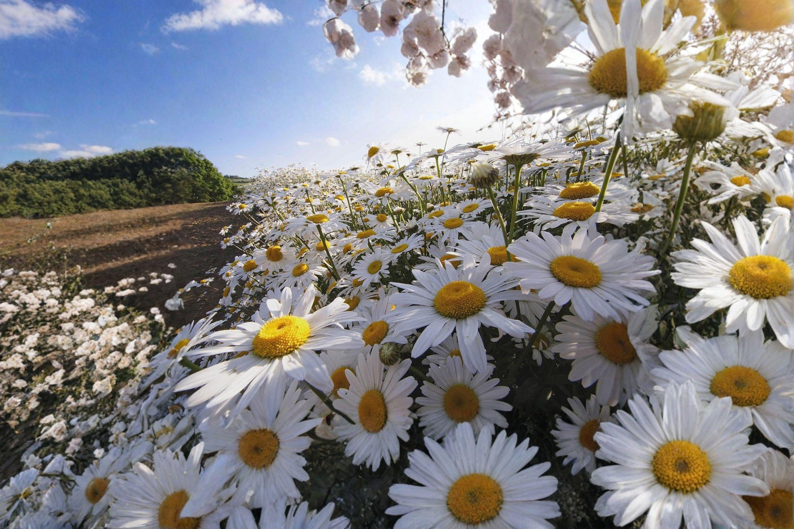 Oxeye Daisy – Leucanthemum vulgare Seeds | 100 Seeds | Classic White Wildflower | Hardy Perennial