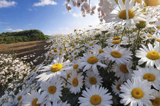Oxeye Daisy – Leucanthemum vulgare Seeds | 100 Seeds | Classic White Wildflower | Hardy Perennial