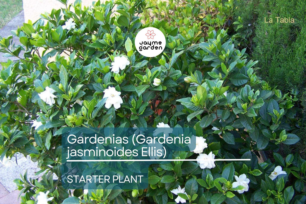 Gardenia Starter Plant (Gardenia jasminoides) – Fragrant Live Shrub, 1-2 Ft Tall, Ready to Plant, Lush Green Foliage & White Blooms
