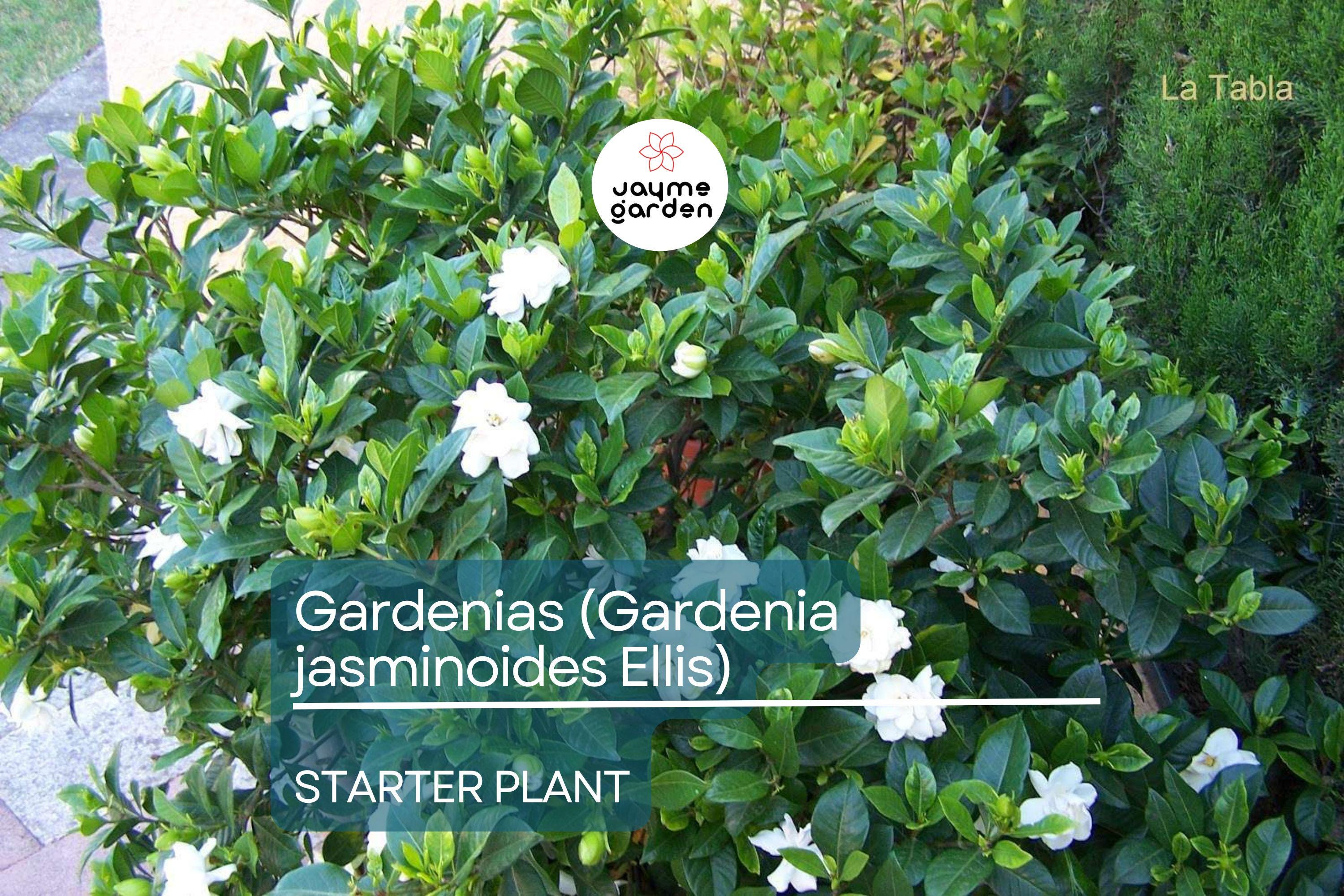 Gardenia Starter Plant (Gardenia jasminoides) – Fragrant Live Shrub, 1-2 Ft Tall, Ready to Plant, Lush Green Foliage & White Blooms