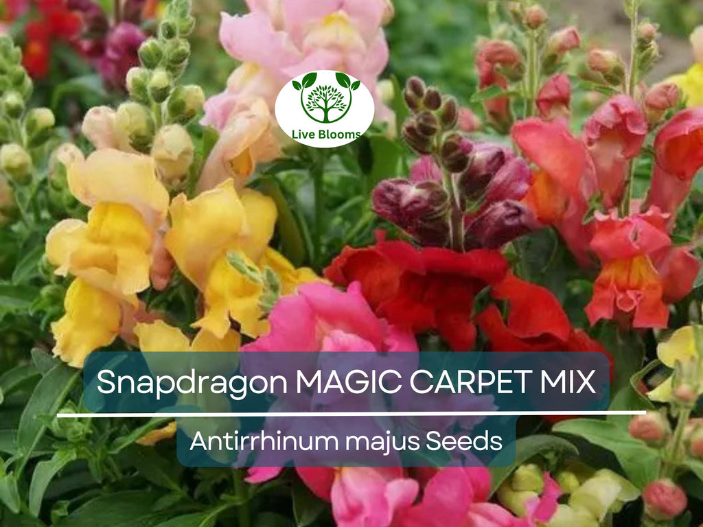 200 Seeds Snapdragon MAGIC CARPET Mix Multicolored Blooms, Non-GMO, Butterflies, Antirrhinum Majus, Flowering Plants, Garden, Perennial