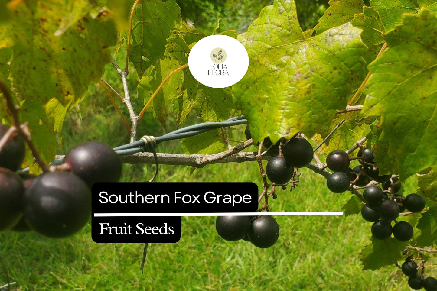 Southern Fox Grape Seeds (Vitis rotundifolia) | 25 Seeds | Grow Muscadine Grapes for Fresh Eating, Wine & Jelly