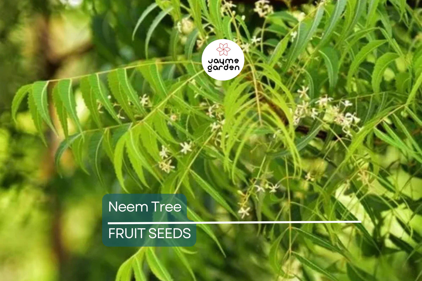 Rare Neem Tree Seeds - Azadirachta indica, 50-65 ft Tall, USDA Zones 10-12, Full Sun, Well-Drained Soil, 10 Seeds per Pack