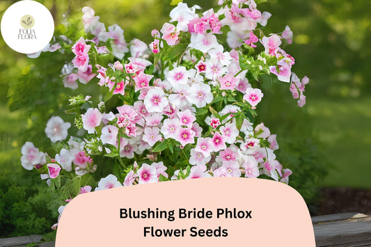 100+ Blushing Bride Phlox Seeds – Phlox paniculata, Soft Pink Perennial Garden Flowers