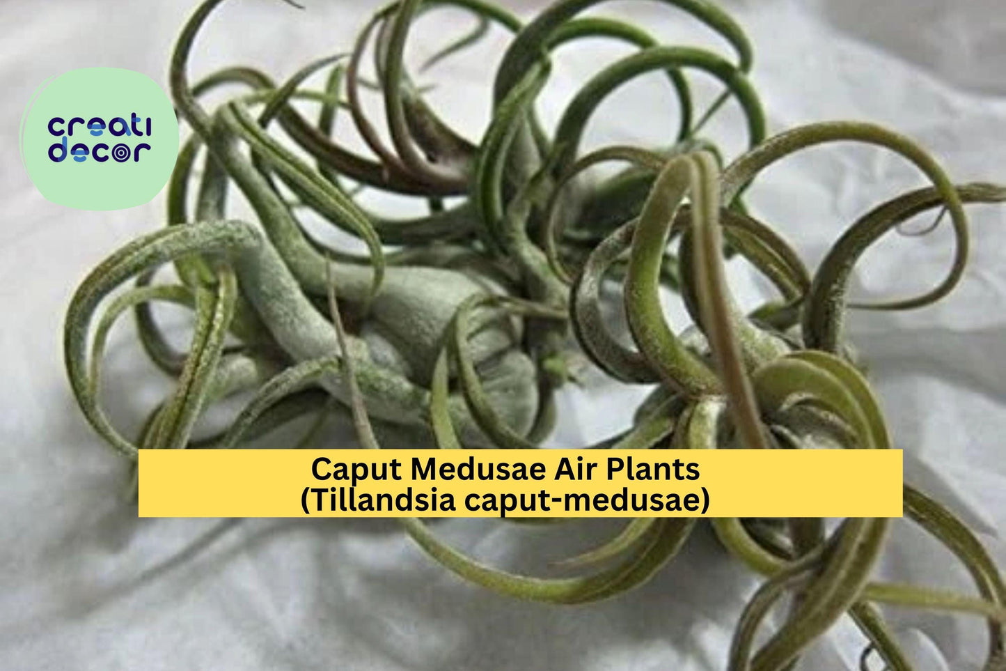 Caput Medusae Air Plants 5 Pack – Tillandsia caput-medusae – Easy Care Exotic Houseplants, Low Maintenance Indoor Decor
