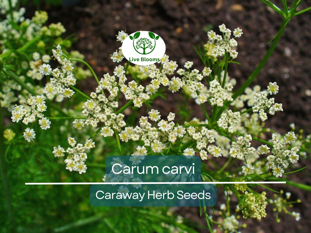 300 Caraway Seeds for Planting - Carum carvi - Fresh Herb for Cooking, Baking, Garden Use, Easy to Grow, Organic Seeds