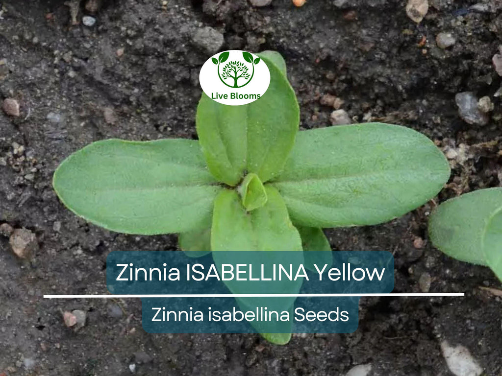 200 Seeds Zinnia ISABELLINA Yellow, Huge Blooms, Non-GMO, Attracts Butterflies & Hummingbirds, Vibrant Garden Flowers, Easy to Grow Annual