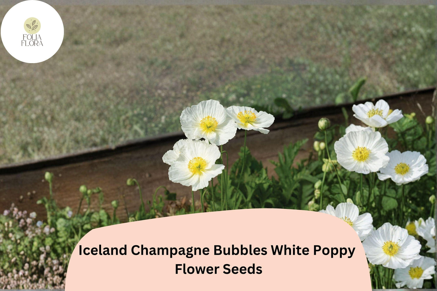 200+ Iceland Champagne Bubbles White Poppy Seeds for Garden – Elegant Blooms, Easy to Grow Perennial Flowers