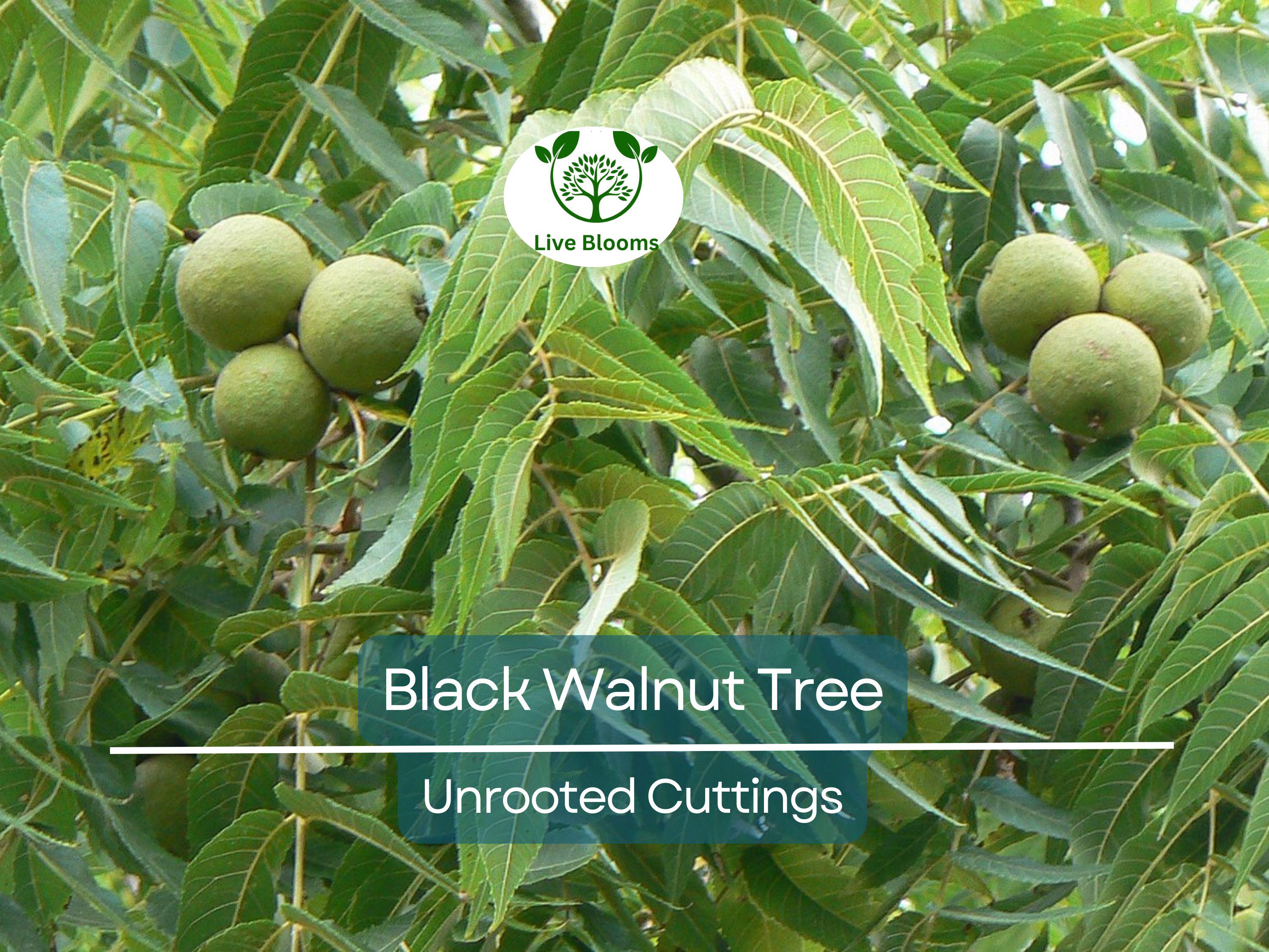 16 Black Walnut Tree Unrooted Cuttings - Juglans Nigra, Edible Nut, Wildlife-Friendly, Propagation Cuttings for Growing, Hardy Tree Scions