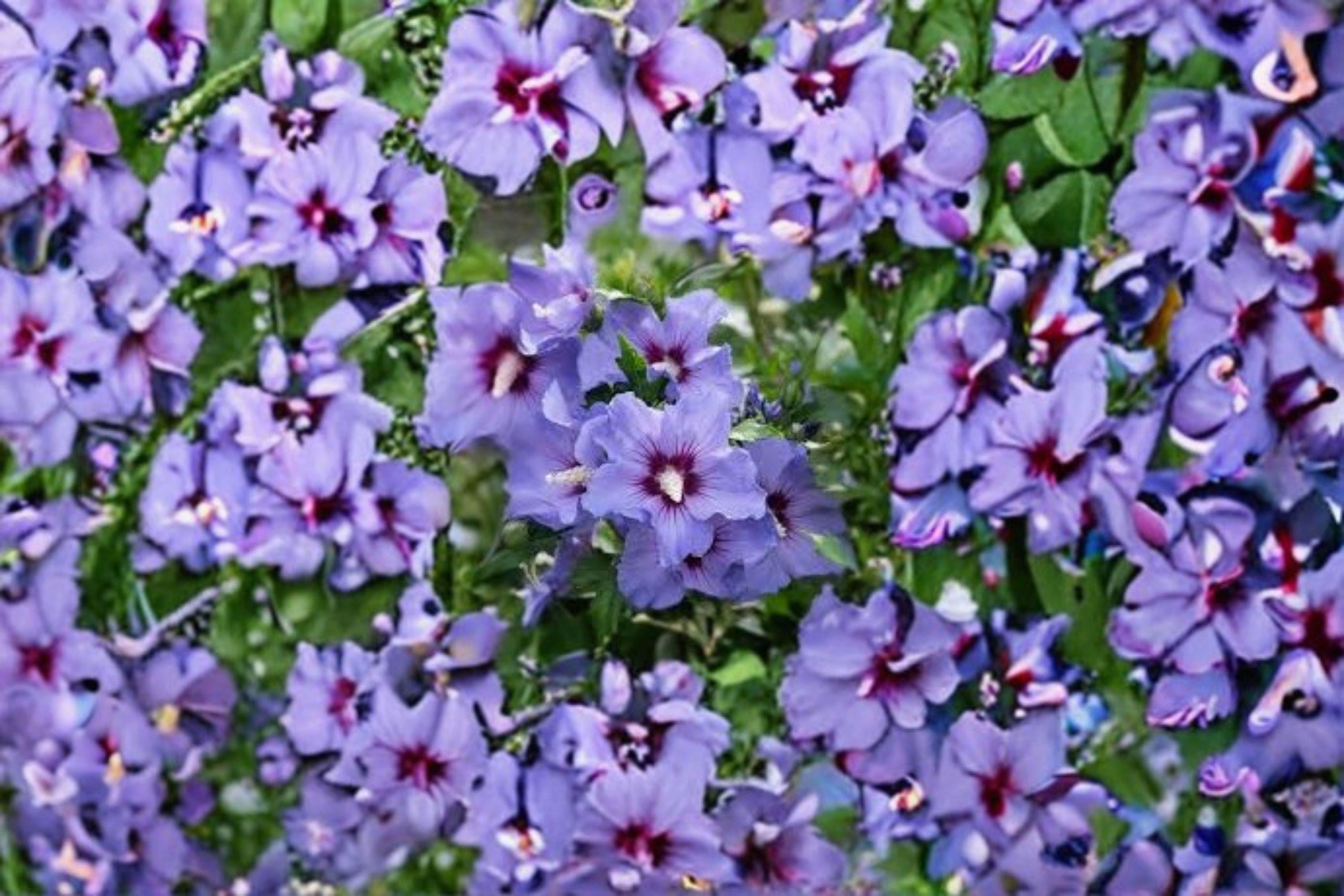 Rose of Sharon Seeds – Hibiscus syriacus | 10 Seeds | Hardy Flowering Shrub Althea