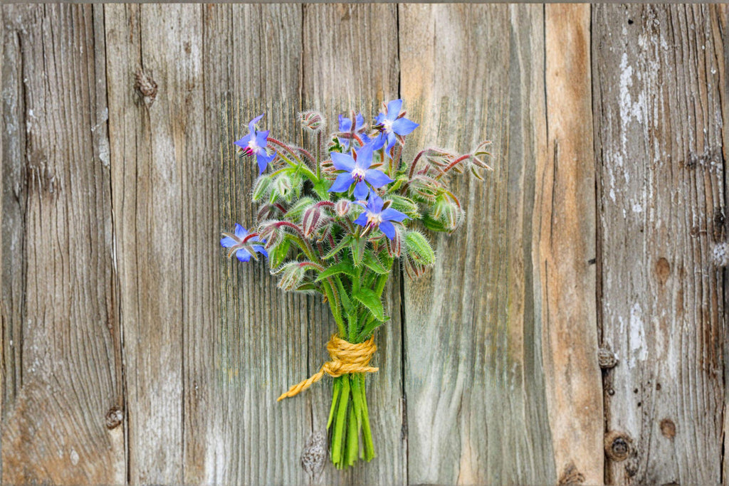 Borage – Herb 50 Seeds | Edible Flowers | Cucumber Flavor | Pollinator Magnet