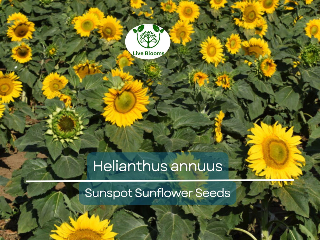 1 Gram Seeds Sunspot Sunflower for Planting | Dwarf Sunflower Variety with Bright Yellow Blooms for Gardens, Pots & Pollinator Habitats