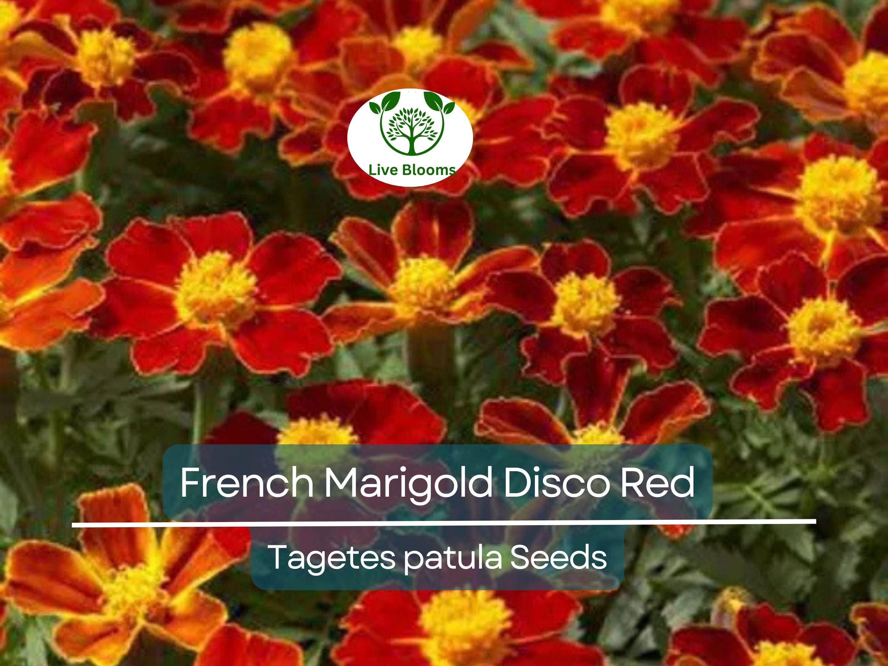 100 Seeds French Marigold Disco Red, Non-GMO Beneficial Garden Flowers, Bright Red Blooms, Easy to Grow