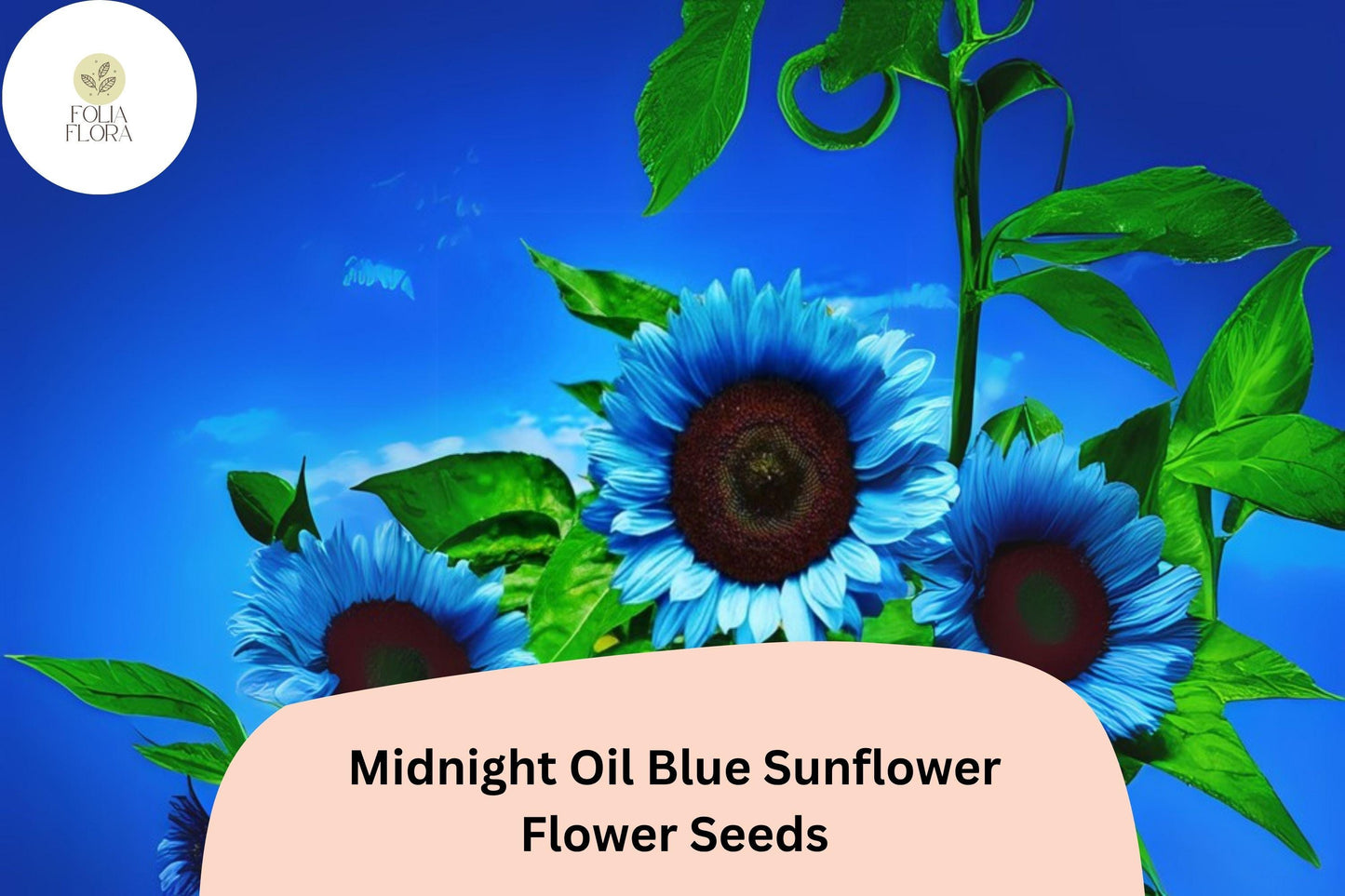 50 Midnight Oil Blue Sunflower Seeds | Rare Deep Blue Blooms | Unique Garden Accent | Non-GMO | Easy to Grow | Heirloom Seeds