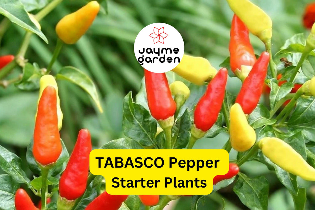 3 Tabasco Pepper Starter Plants - Spicy Tangy Chili - High Yield for Hot Sauce, Cooking, Gardens & Container Growing