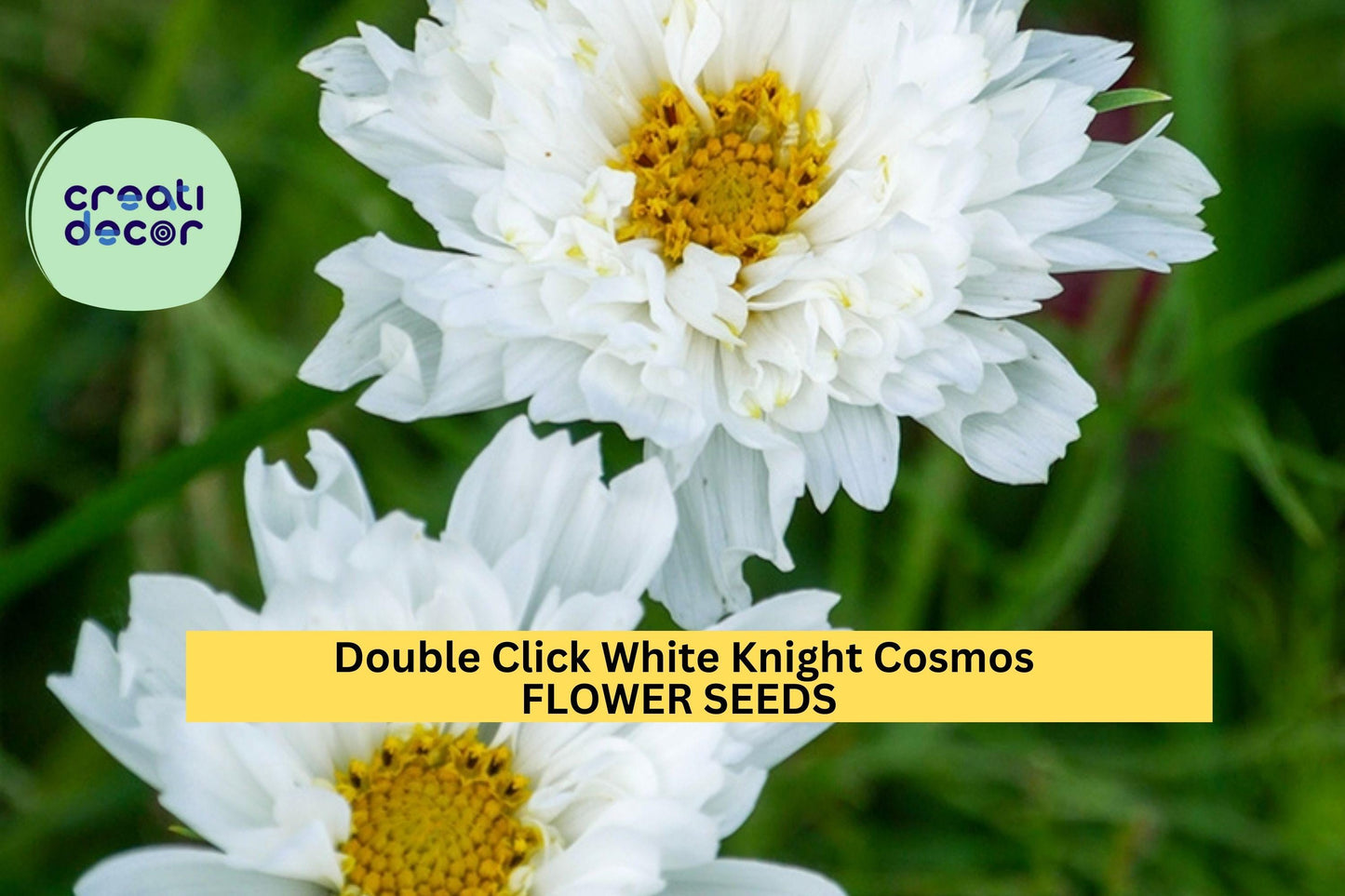 200+ Double Click White Knight Cosmos Seeds – Elegant White Ruffled Blooms for Garden Planting, Tall Pollinator-Friendly Annuals – USA